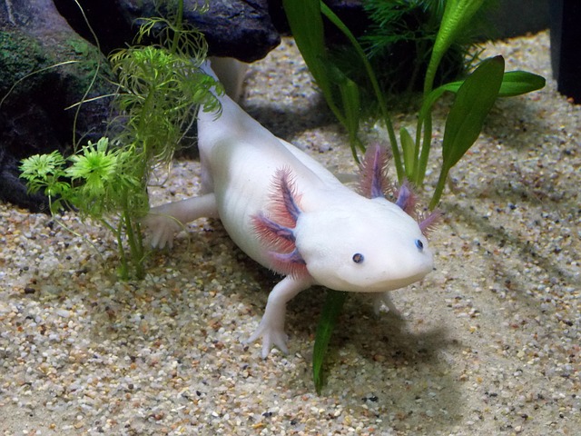Axolotl růžový