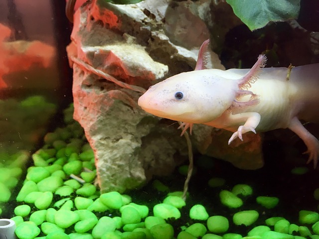 axolotl v akváriu