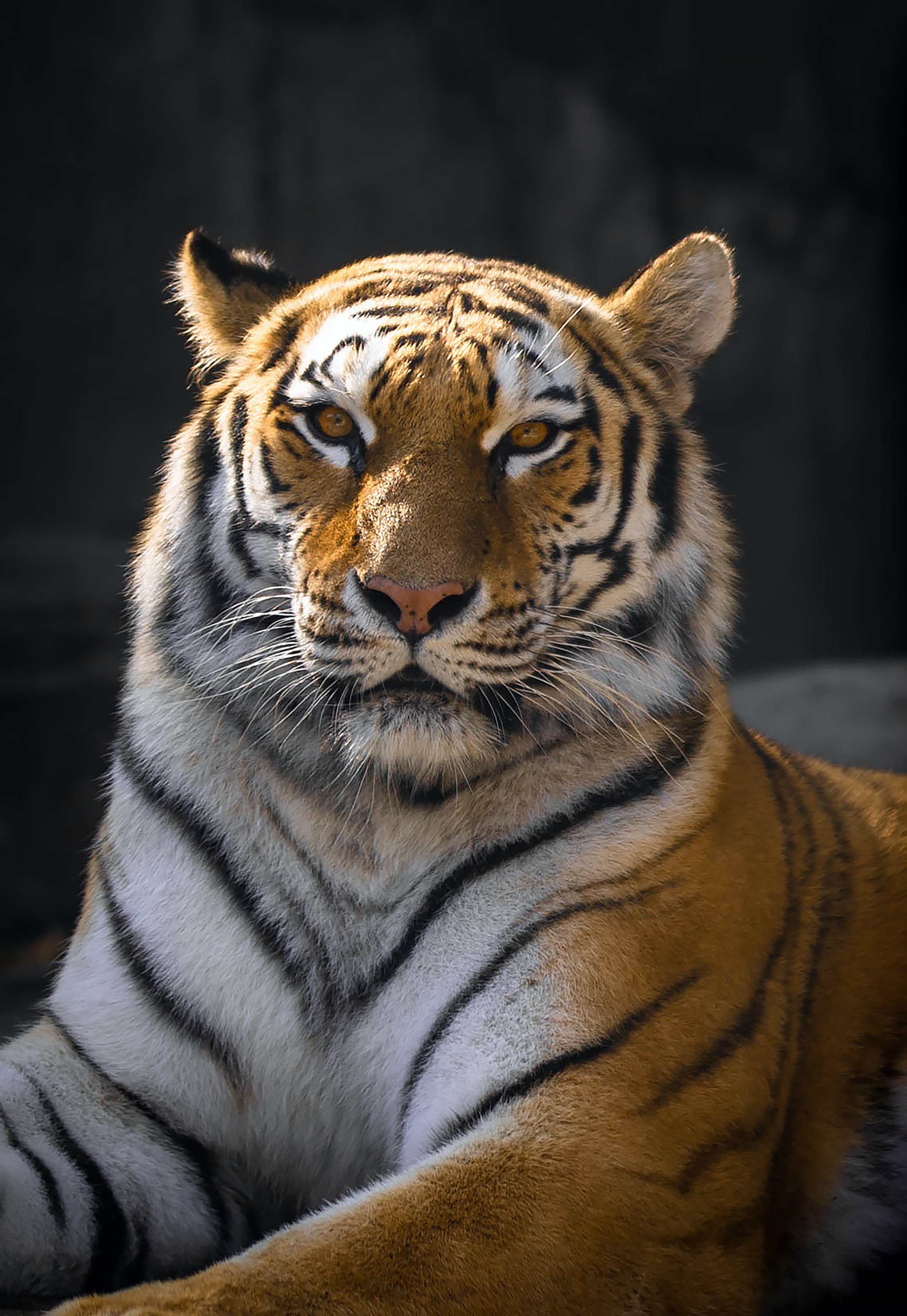fotografia tigra